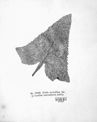 Coleosporium tussilaginis image